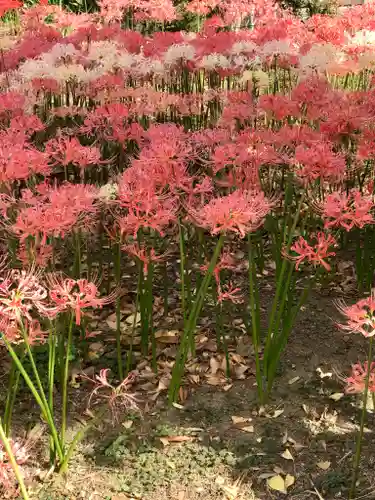 横浜　西方寺の自然