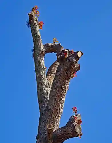 三津厳島神社(愛媛県)