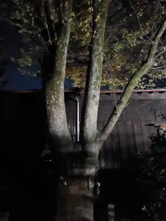 安井金比羅宮の自然