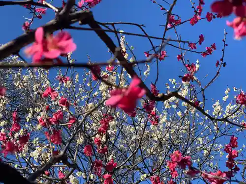 谷保天満宮の自然