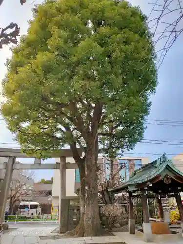 麻布氷川神社の自然