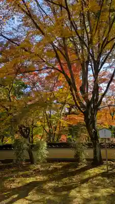 十輪寺(京都府)