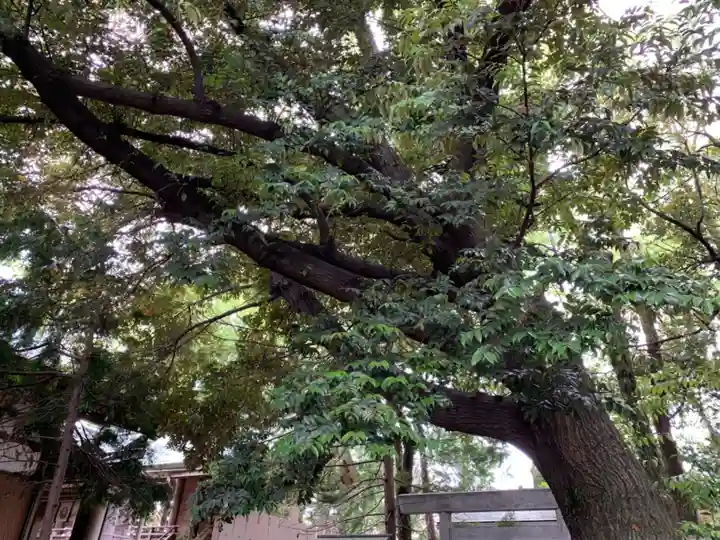 桑名宗社(春日神社)の自然