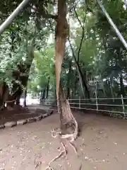 峯ヶ岡八幡神社の自然