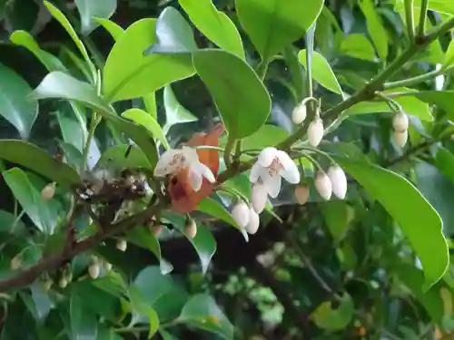 横浜　西方寺の自然