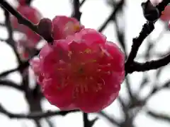 石稲荷神社の自然