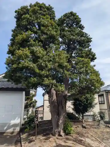 春ノ木神明社(神奈川県)