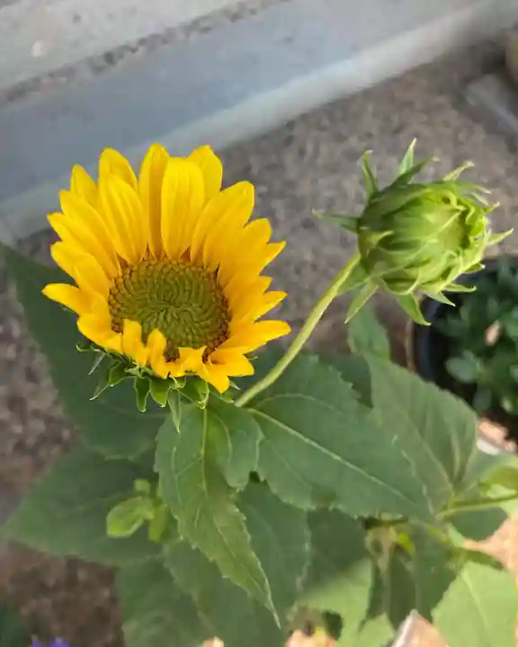 總社 和田八幡宮の自然