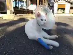 御誕生寺（猫寺）の動物