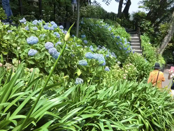 長谷寺(神奈川県)
