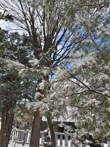 札幌村神社の自然