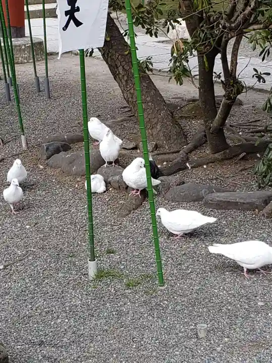 鶴岡八幡宮の動物
