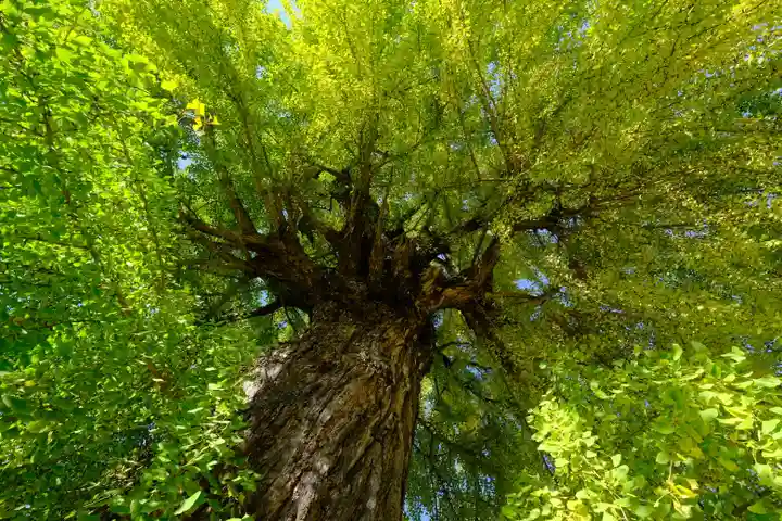 丹生酒殿神社の自然