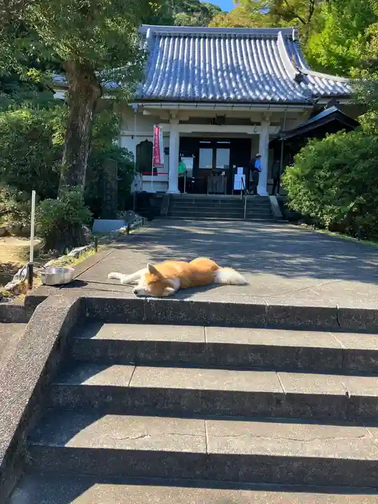 願成就院の動物