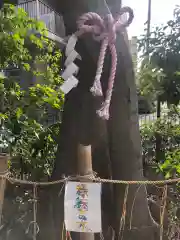 伊和志津神社の自然