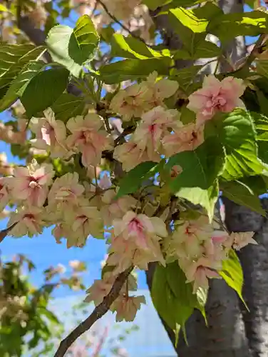 六孫王神社(京都府)