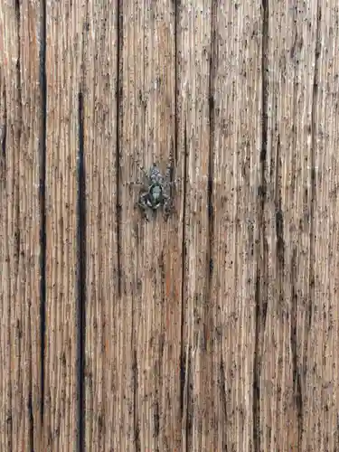 寒川神社の動物