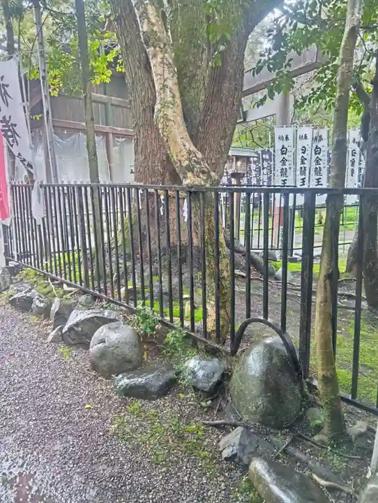 白金龍王社(愛知県)