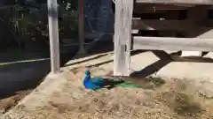 楽法寺（雨引観音）の動物