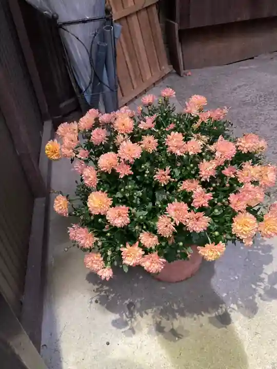 大綱金刀比羅神社(神奈川県)