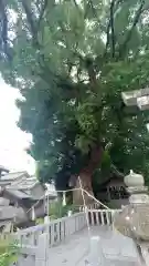 大社神社(愛知県)