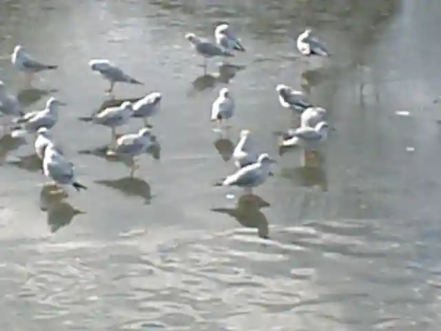 鶴岡八幡宮の動物