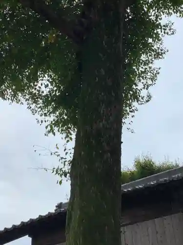 豊武神社の自然