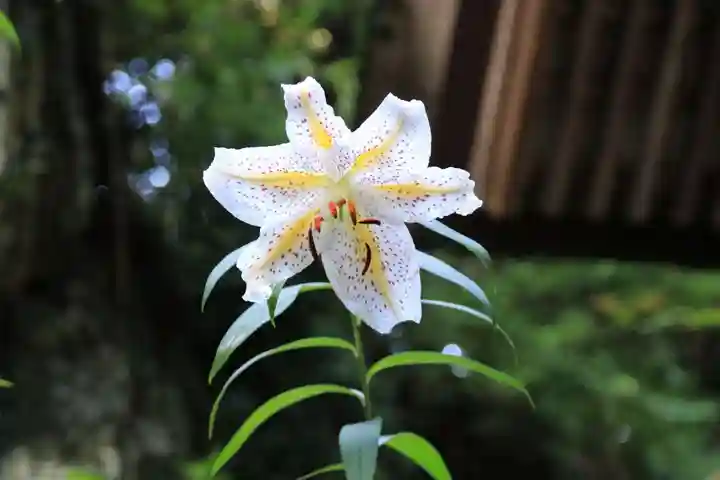 鹿島大神宮の自然