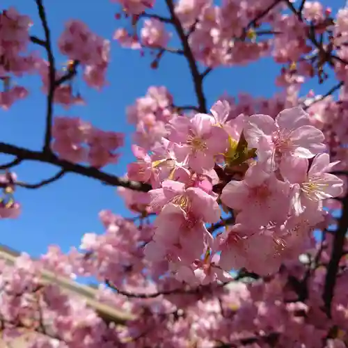 桜神宮の自然