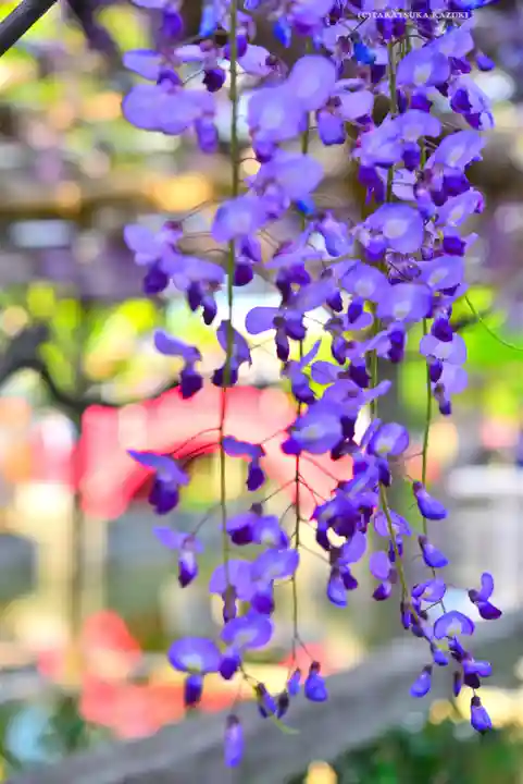 亀戸天神社(東京都)