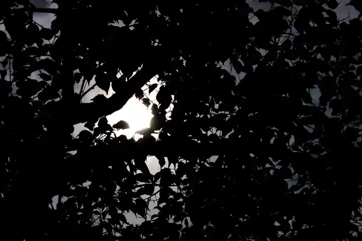 くまくま神社(導きの社 熊野町熊野神社)の自然