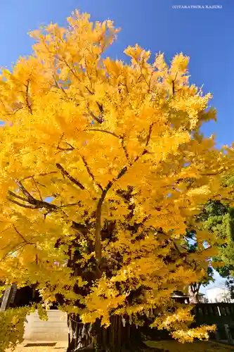 葛飾八幡宮の自然