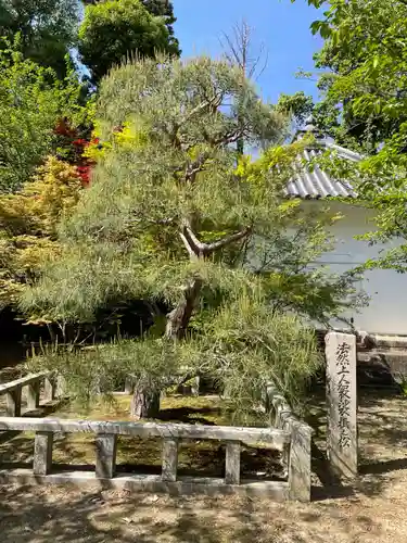 光明寺（粟生光明寺）(京都府)