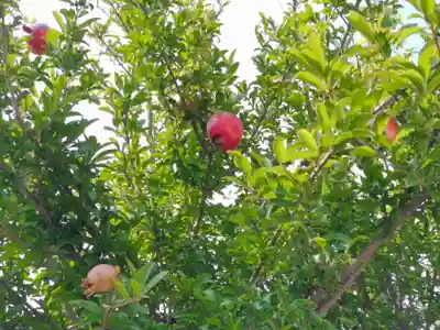 伊勢原 法泉寺の自然