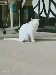 愛宕神社の動物