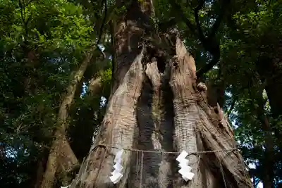 神崎神社(千葉県)