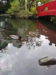 善知鳥神社の動物