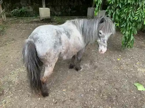 大石神社の動物