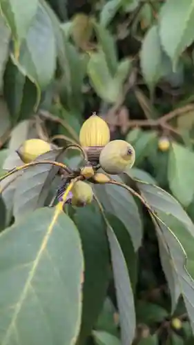 犬山寂光院の自然