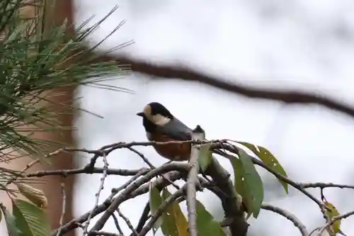 豊景神社の動物