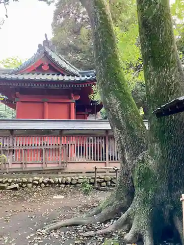 川越氷川神社の本殿・本堂
