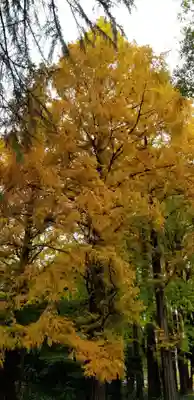 増上寺塔頭 三縁山 宝珠院の周辺