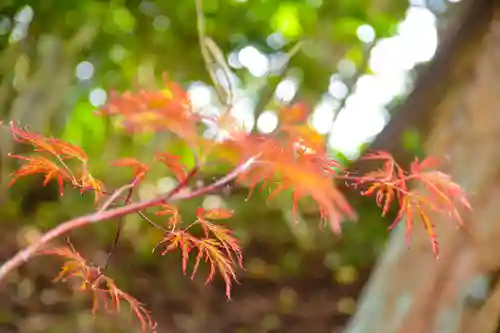 尻岸内八幡神社の自然
