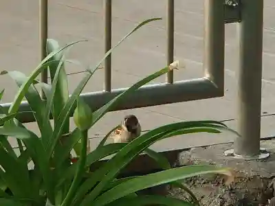 錦秋稲荷大明神の動物