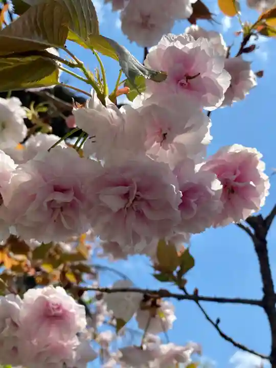 六孫王神社(京都府)