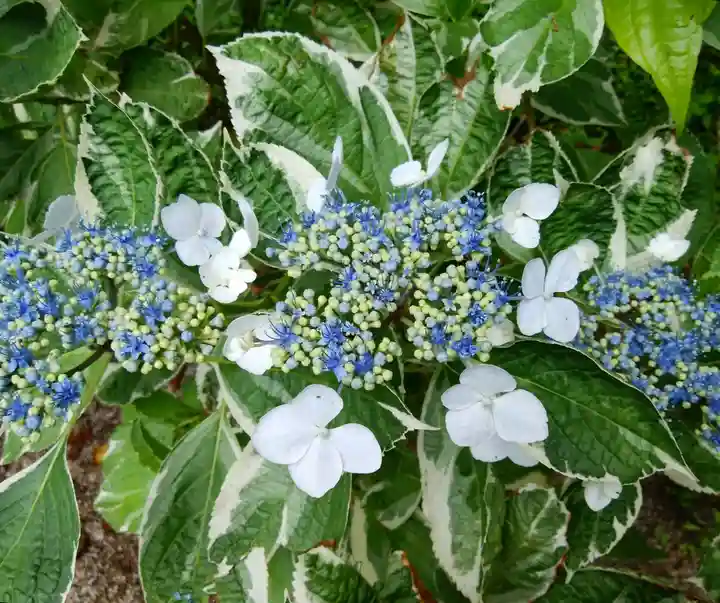 月照寺(島根県)