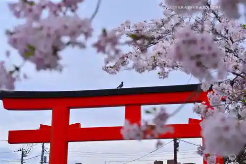 富士山本宮浅間大社(静岡県)