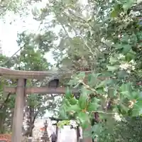 豊山八幡神社の鳥居