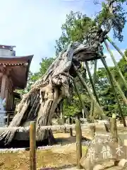 新北神社の自然