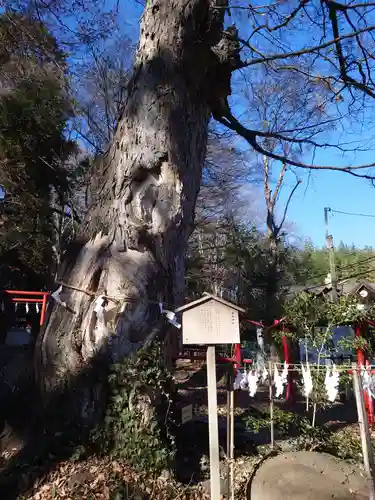 山名八幡宮の自然